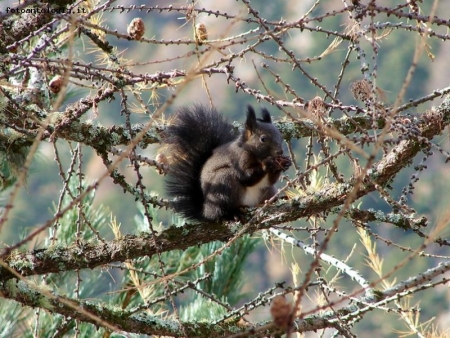 sciurus vulgaris