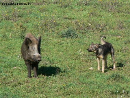 cane e cinghiale