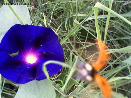 Volo coccinella