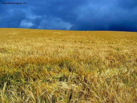 temporale sul campo di grano