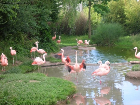 allo zoo di zurigo