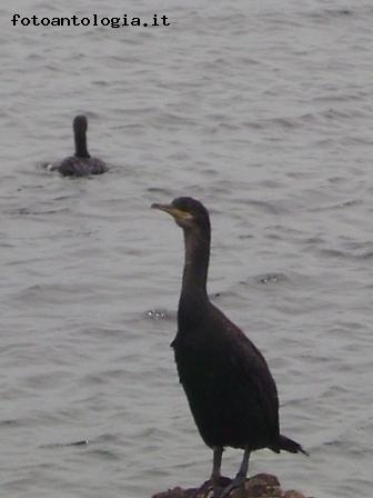 cormorani