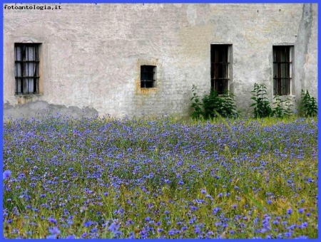 campo di fiordalisi