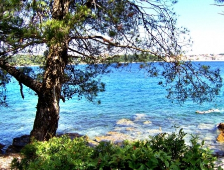 Pino...molto marittimo