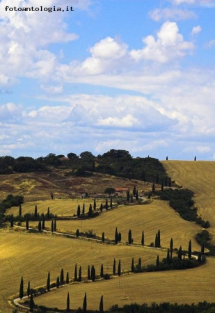 Curve Senesi