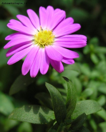 Aster Crown rosa