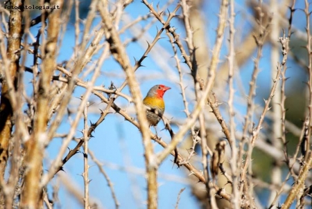 namibian bird