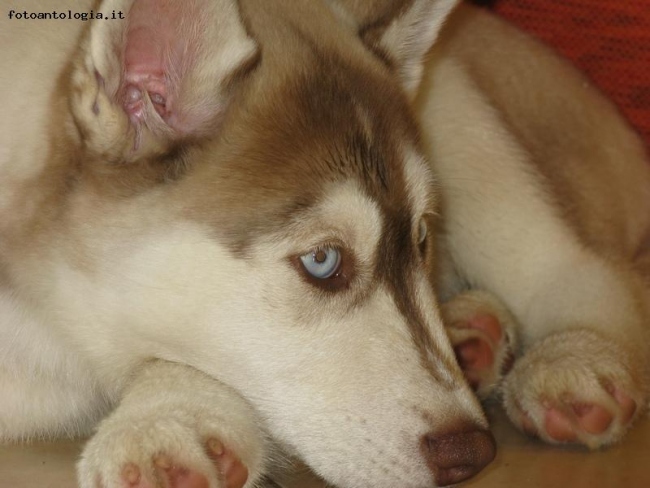 cane husky