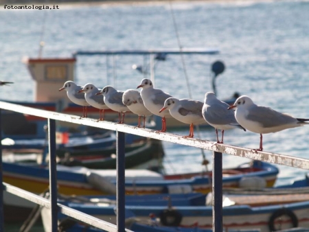 in attesa