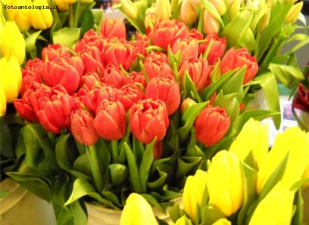 tulipani al pike place market 