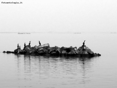 lo scoglio dei cormorani ...