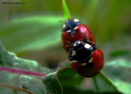 ...coccole fra coccinelle...