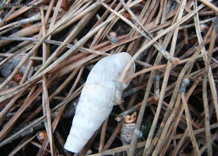 conchiglia su aghi di pino