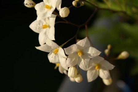 solanum