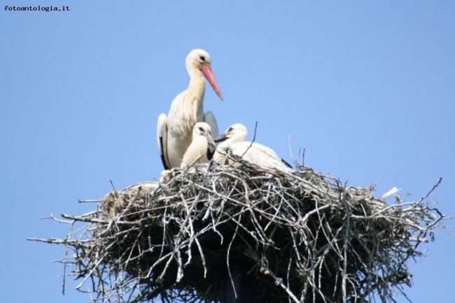 Famiglia di cicogne