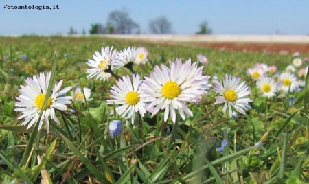 dopo la neve ..... la primavera ...