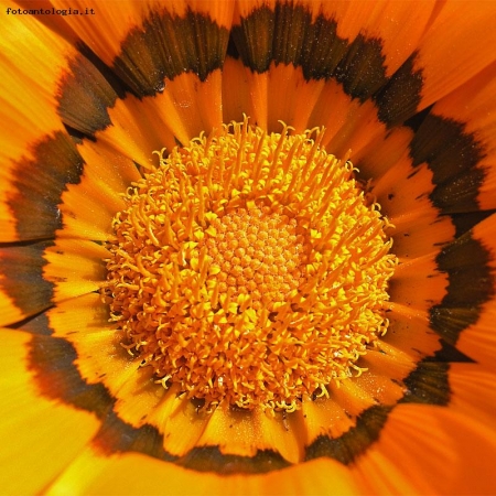 gazania gazoo