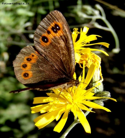 Brown on yellow