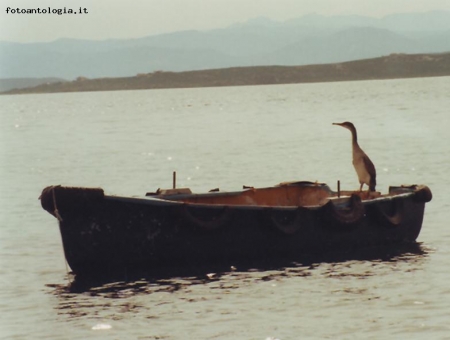 cormorano..... a pesca