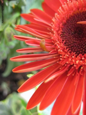 Gerbera..