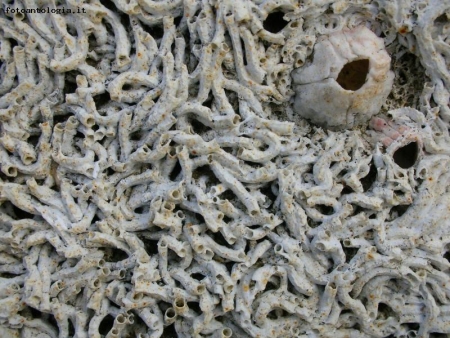 "spaghetti" allo scoglio