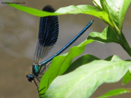 Libellula di fiume