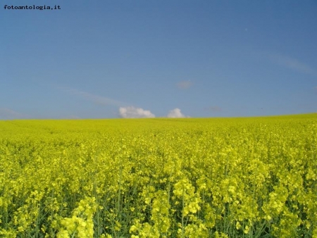 The Sea of yellow Meadows