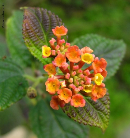 fiori colorati