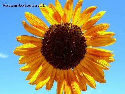 Girasole