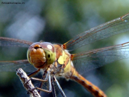 libellula