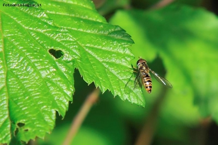 VESPA SU FOGLIA MACRO