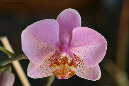 orchidea