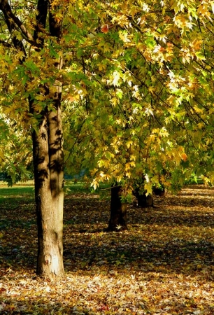 Viale d'autunno...