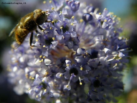 Fiore e insetto