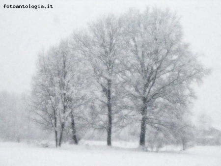 Alberi nella neve