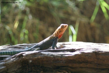 iguana