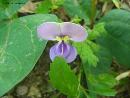 il colore viola