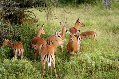 impala