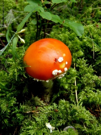 Amanita muscaria