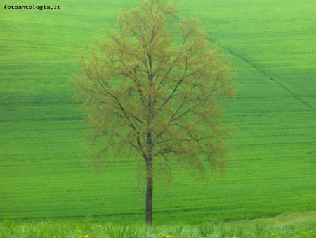 ALBERO SOLITARIO