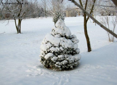 Natale in bianco