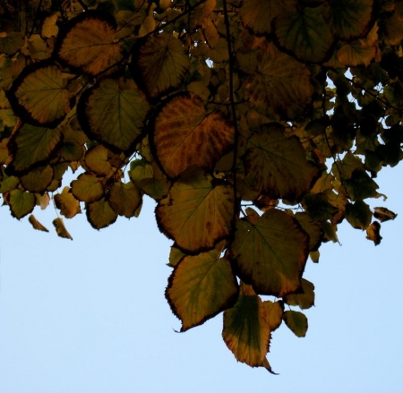 foglie d'autunno