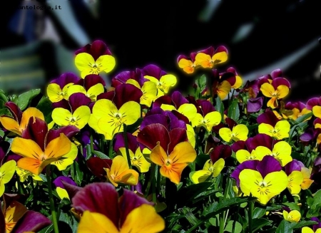  la bellezza dei fiori