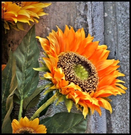 girasoli