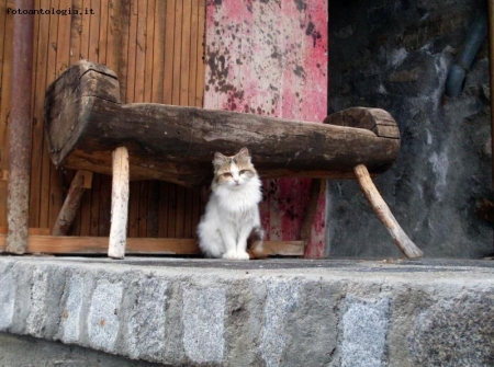 micio...di montagna...