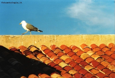 Gabbiano a spasso