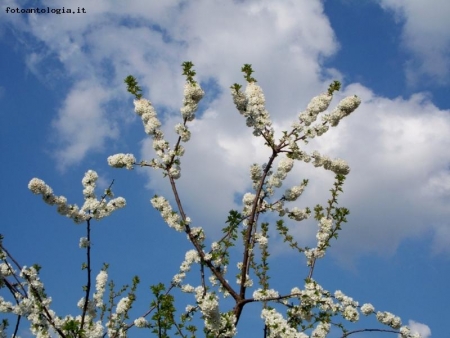 celo in fiore