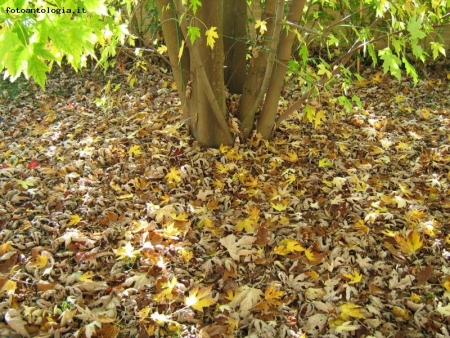 il mio piccolo bosco