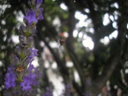 all'ombra della lavanda...