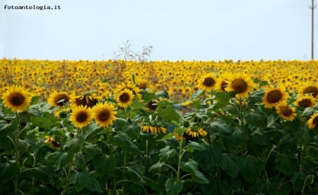 Girasoli